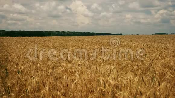 小麦种植场视频的预览图