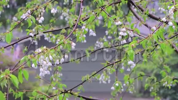 春天的暴风雨把樱桃枝淋在雨中视频的预览图