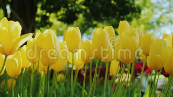 美丽的黄色郁金香伸展到太阳郁金香是荷兰的象征之一视频的预览图
