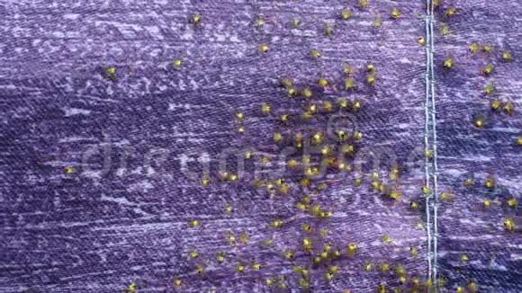 新生蜘蛛的菌落视频的预览图