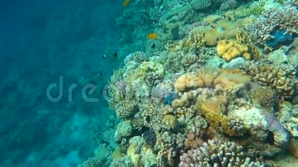 水下多姿多彩的热带鱼和美丽的珊瑚视频的预览图