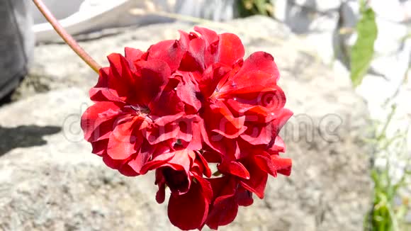 红天竺葵美丽的植物在公共花园花蕾在风中摇曳慢动作视频的预览图