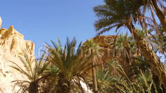有棕榈树和岩石的蓝天风景视频的预览图