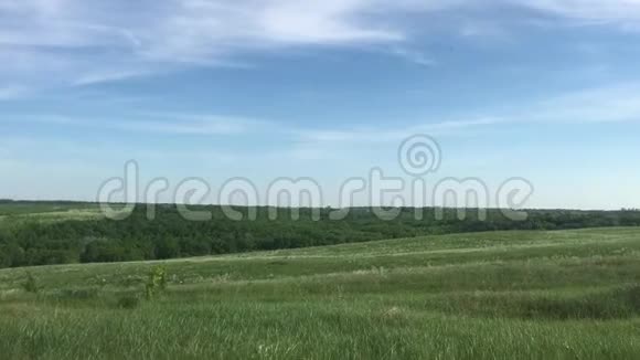 野生绿野自然蓝天景观大自然俄罗斯风景绿色草地小生活方式森林概念视频的预览图