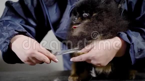 一个女修复员仔细地在狗的爪子上剪毛特写镜头视频的预览图