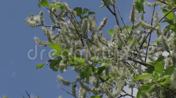 白杨的绒毛从树上飘落下来视频的预览图