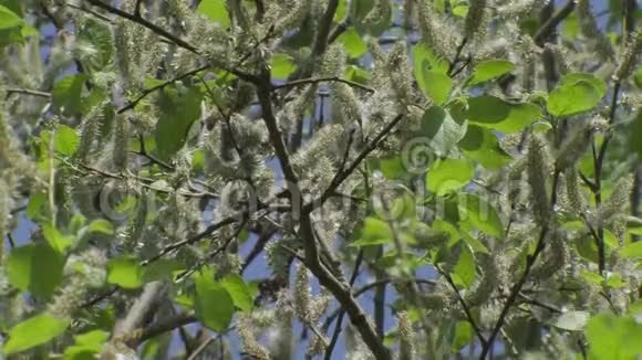 白杨的绒毛从树上飘落下来视频的预览图