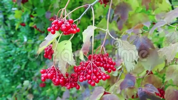 十月有鲜艳的红浆果已经变瘦了视频的预览图