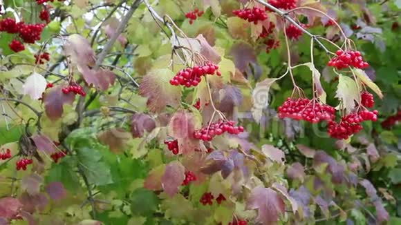 秋天鲜红色的葡萄风也随着红色的阴影而变视频的预览图