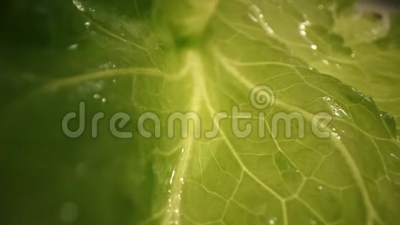 水培蔬菜农场系统新鲜有机绿叶莴苣沙拉植物视频的预览图