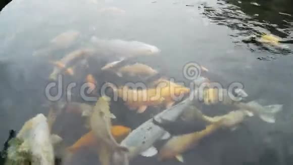 池塘里五颜六色的鱼视频的预览图
