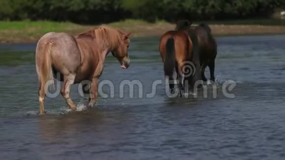 美丽的棕色马在河边吃草在水上散步晴朗的天气视频的预览图