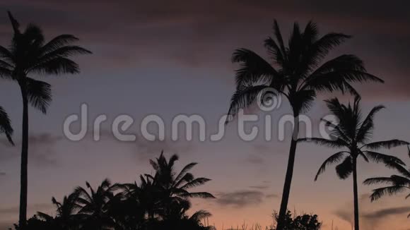 棕榈树后面的日落视频的预览图