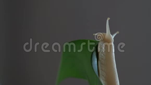 大螺头的特写它位于绿色植物叶子的边缘慢耳蜗视频的预览图