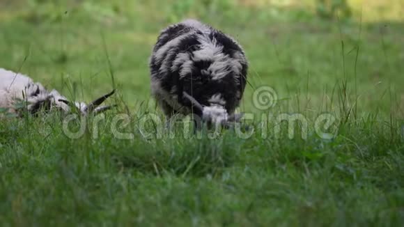 雅各布羊在草地上吃草在温暖的天气里休息视频的预览图