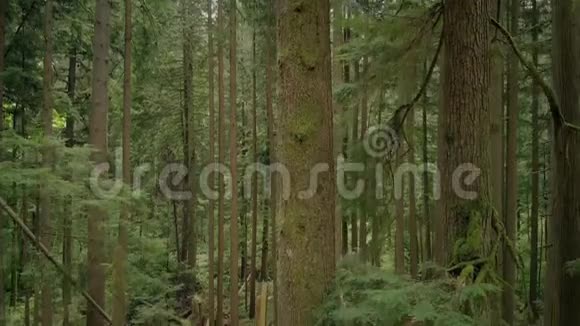 向森林景观迁移下树主干视频的预览图
