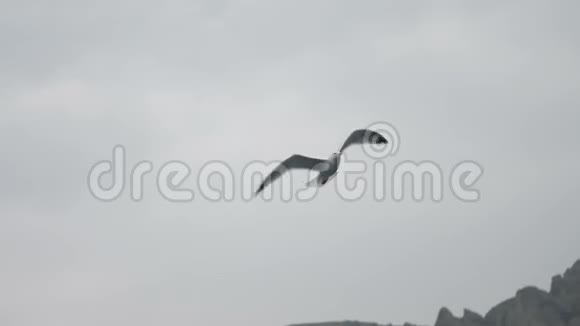 白色海鸥在灰色的天空中缓慢地飞翔视频的预览图