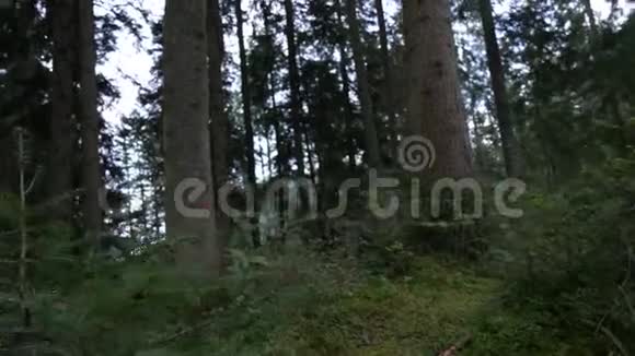 野生大自然中的POV在森林的山径上行走视频的预览图