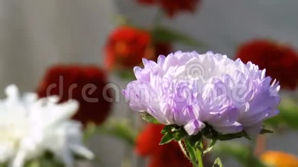 紫色花园花视频的预览图