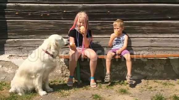 宠物的幸福生活有趣的视频美丽的金色猎犬和孩子们在花园里吃冰淇淋手持设备视频的预览图