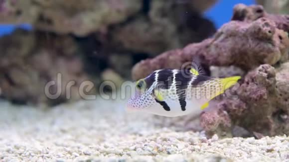 鱼缸美丽的鱼在水族馆里游泳一个五颜六色的水族馆里面装满了卡拉拉石视频的预览图