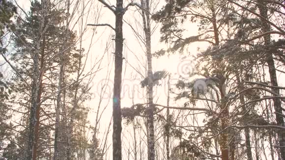 霜林中的雪松视频的预览图