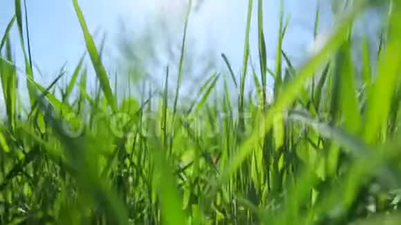 草地上生长着绿油油的草特写视频的预览图