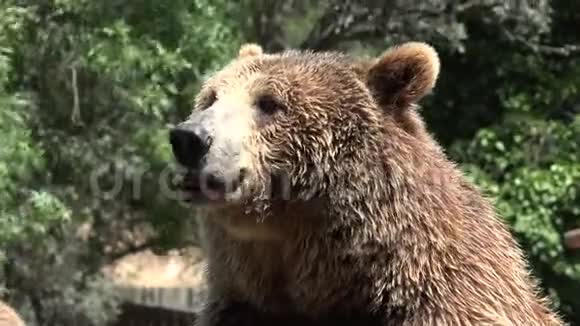 大野棕色熊在荒野视频的预览图
