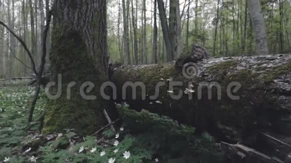 在树上的火蜥蜴视频的预览图