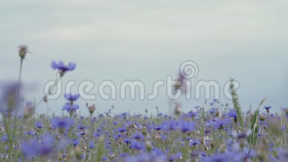 美丽的蓝色矢车菊野花在花夏日落场没有人近距离观看慢莫4K视频视频的预览图