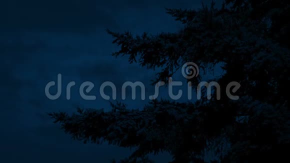 夜晚微风吹拂着浓密的树枝视频的预览图