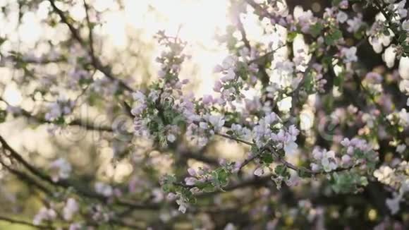 苹果树的开花枝视频的预览图