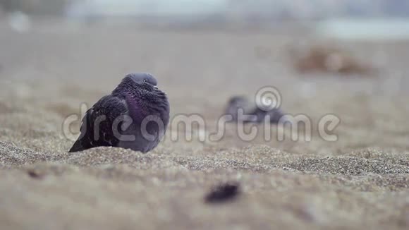 海滩上的城市鸽子视频的预览图