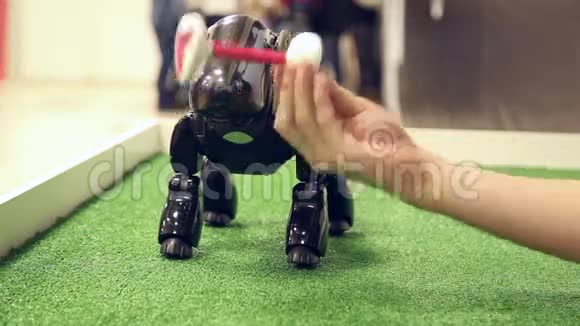 机器人狗在现场行走视频的预览图