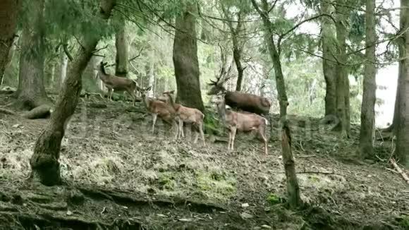视频森林里的一只小鹿群视频的预览图