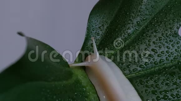 大螺体的特写黄它沿着一片带水滴的绿色植物叶子爬行视频的预览图