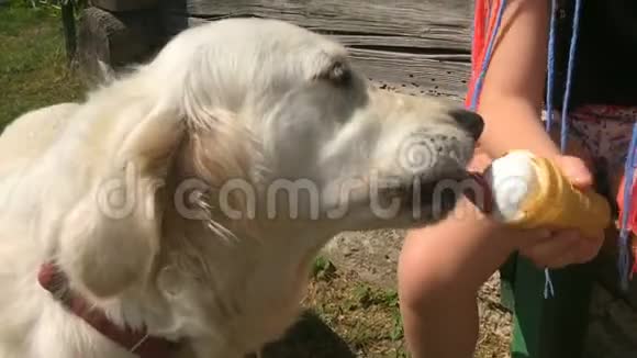 宠物的幸福生活有趣的视频美丽的金色猎犬和女孩在花园里吃冰淇淋手持拍摄视频的预览图