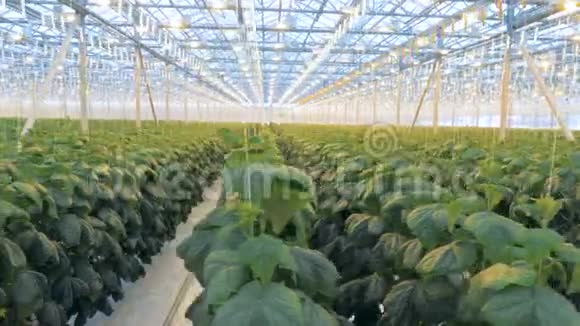 连一排排被捆起来的黄瓜苗都生长在温室里视频的预览图