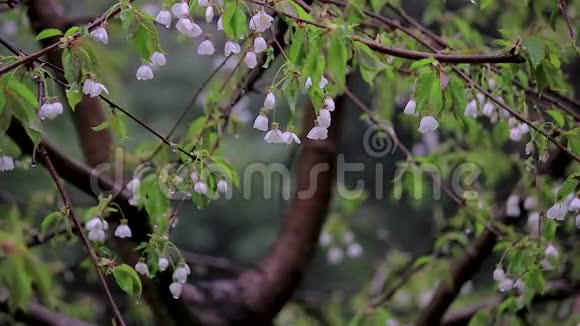 一束白色的樱花在春天的暴风雨中滴落视频的预览图