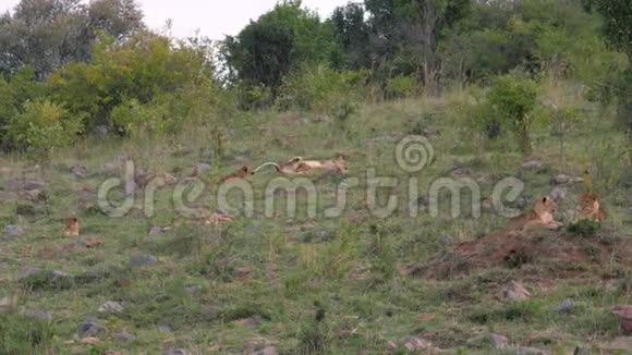 非洲狮幼熊栖息在草原灌木丛附近的草地上视频的预览图