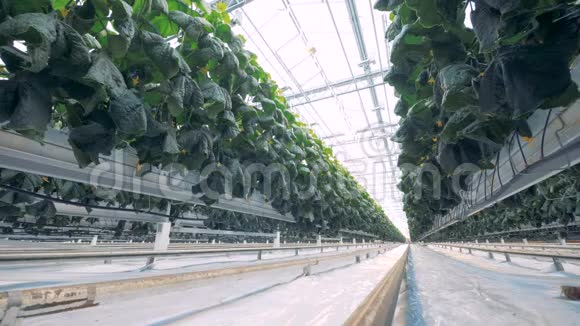黄瓜温室幼苗绿叶的慢镜头视频的预览图