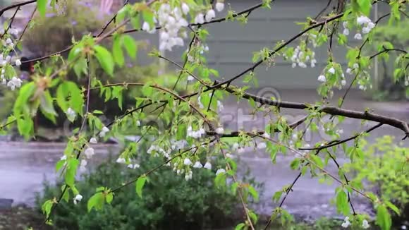 初春的一束白色樱花上下着大雨视频的预览图