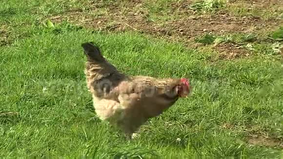 奥地利麦克布恩附近一片草地上的自由放养鸡视频的预览图
