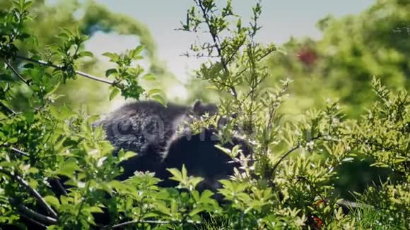 黑熊在灌木丛中放牧视频的预览图