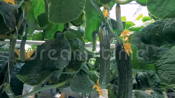 把成熟的黄瓜和它们的叶子视频的预览图
