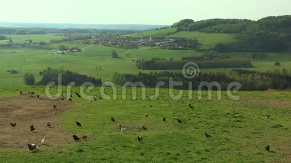 奥地利麦克布恩附近一片草地上的自由放养鸡视频的预览图