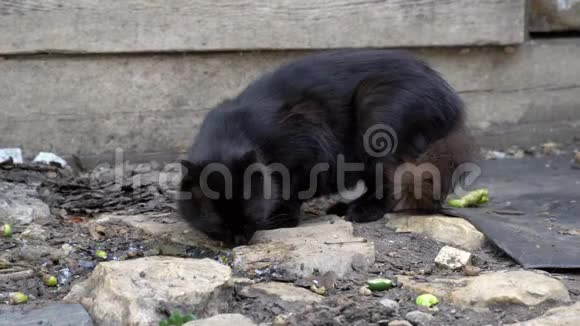 一只黑流浪猫从地板上捡起剩菜视频的预览图