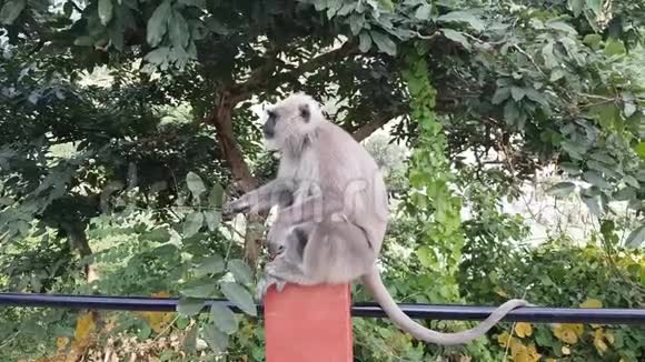 印度利希克山的猴子吃绿叶视频的预览图