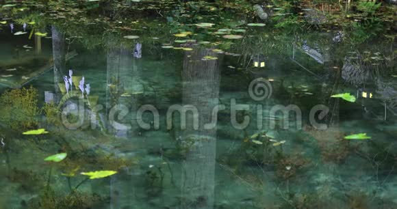 日本岐阜森林美丽的绿色池塘视频的预览图