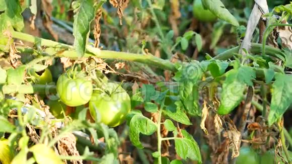 农民在温室检查番茄植物视频的预览图